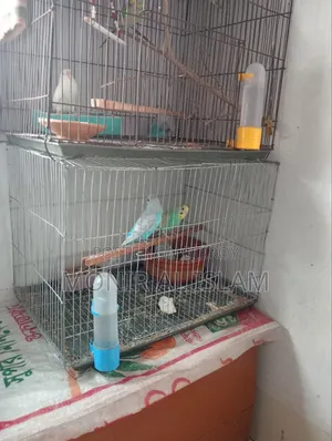 বাজিগর পাখি বিক্রি খুব কম দামে