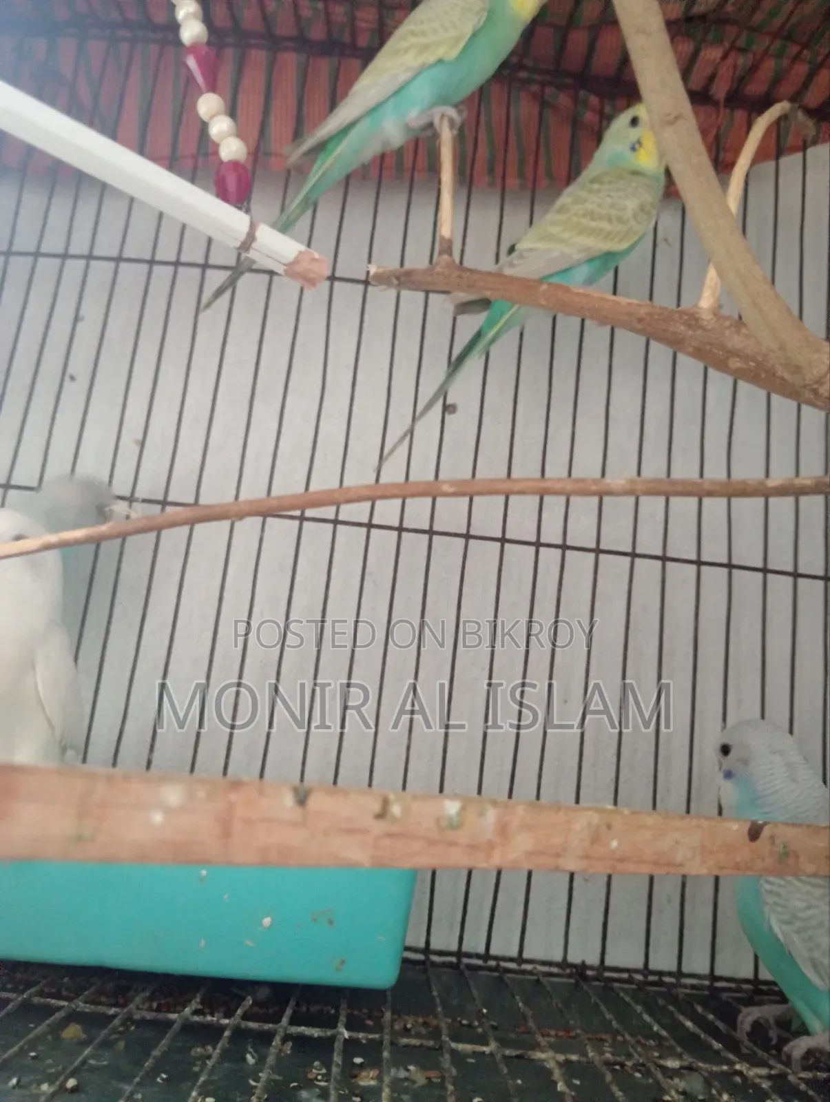 বাজিগর পাখি বিক্রি খুব কম দামে