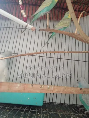 বাজিগর পাখি বিক্রি খুব কম দামে