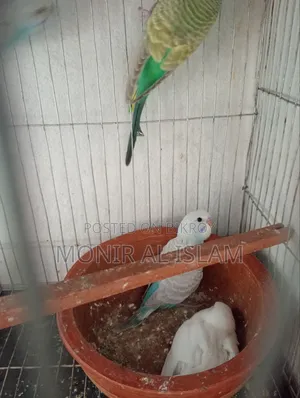 বাজিগর পাখি বিক্রি খুব কম দামে