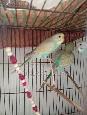 বাজিগর পাখি বিক্রি খুব কম দামে
