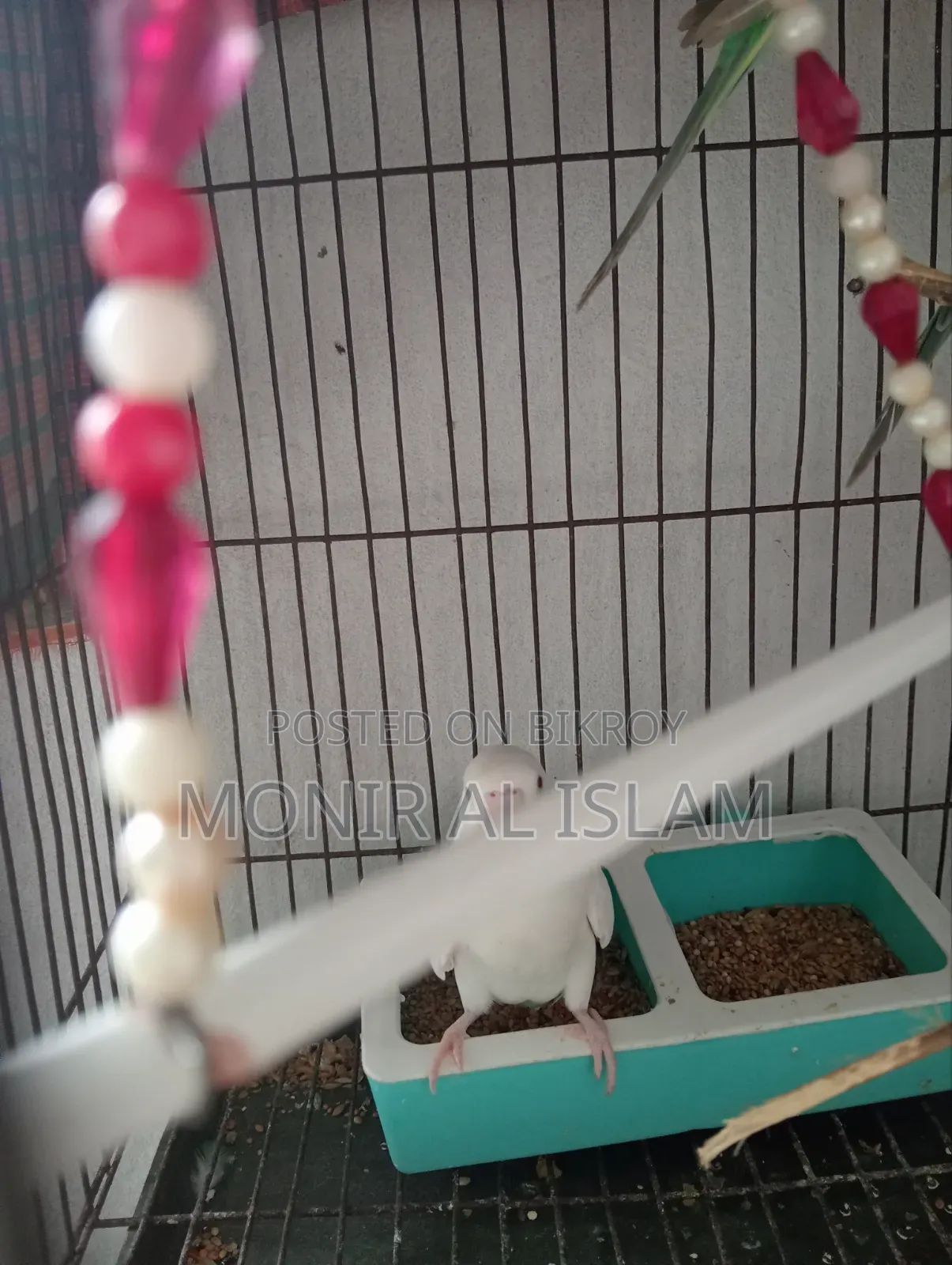বাজিগর পাখি বিক্রি খুব কম দামে