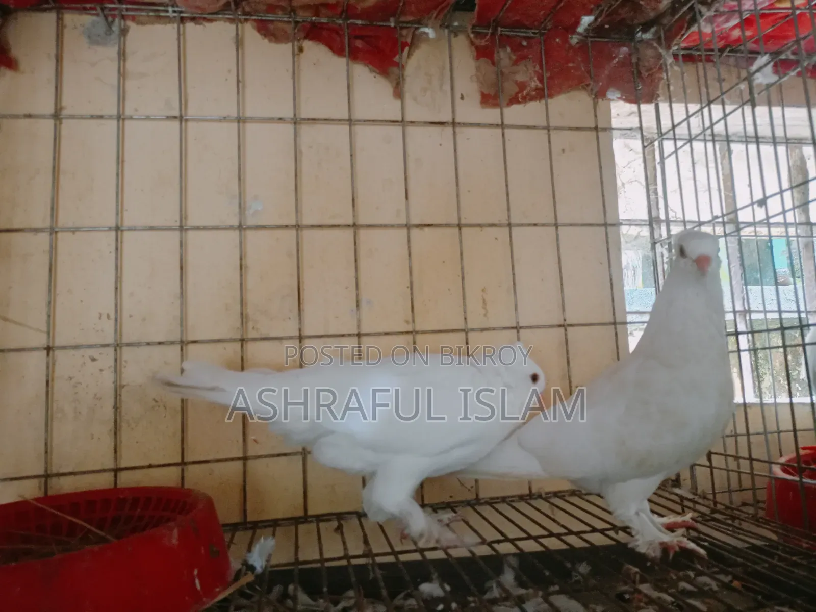 Various Types of Pigeons