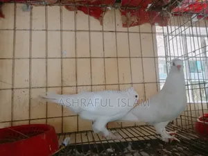 Various Types of Pigeons