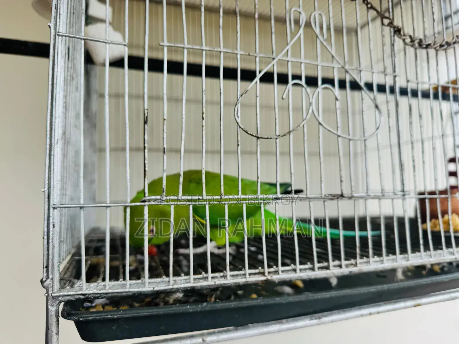ইন্ডিয়ান রিংনেক প্যারাকিট
