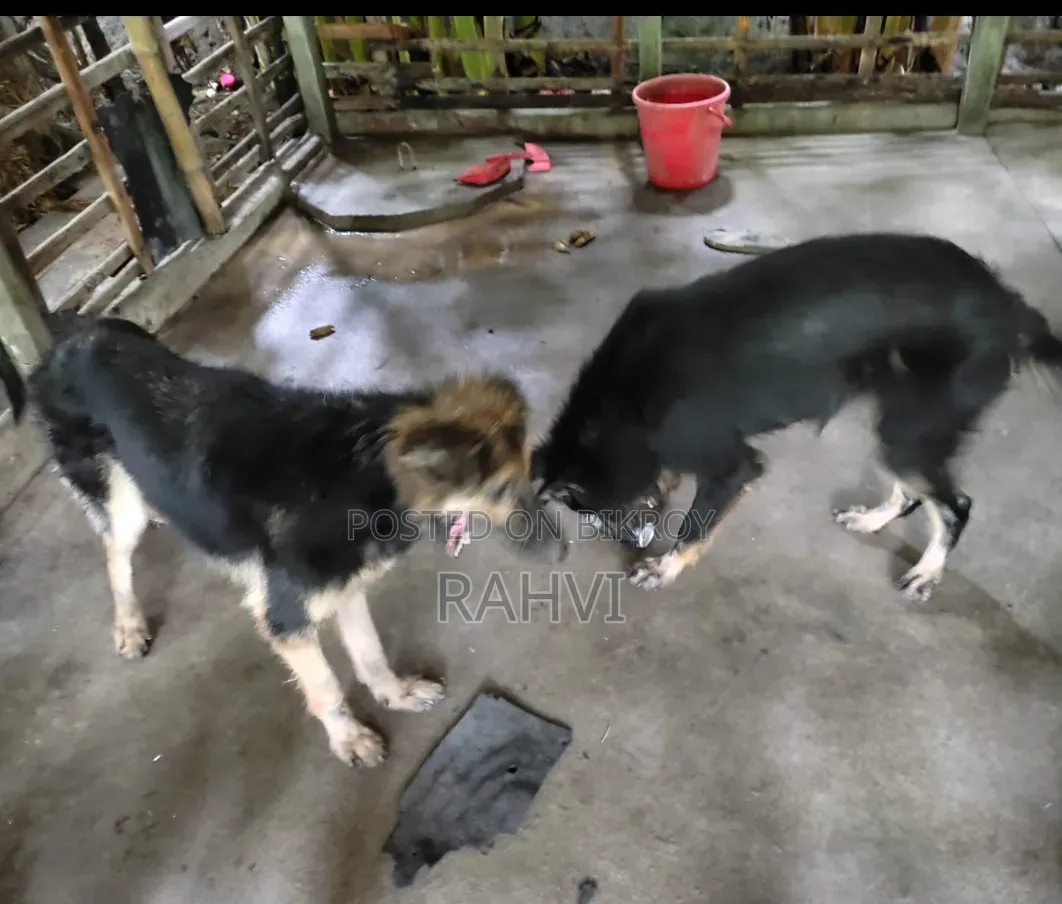 6-12 Months Male Purebred German Shepherd