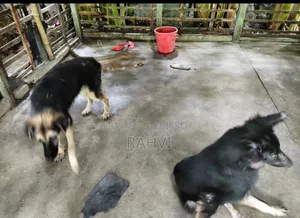 6-12 Months Male Purebred German Shepherd