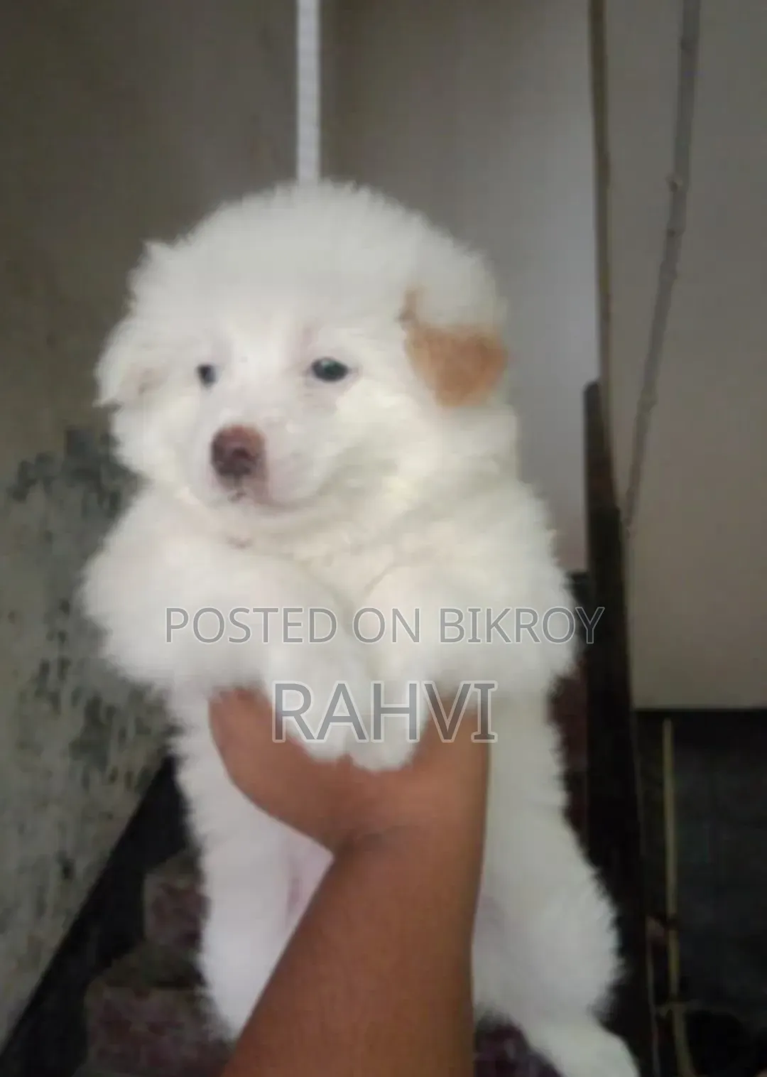 3-6 Months Male Purebred Japanese Spitz