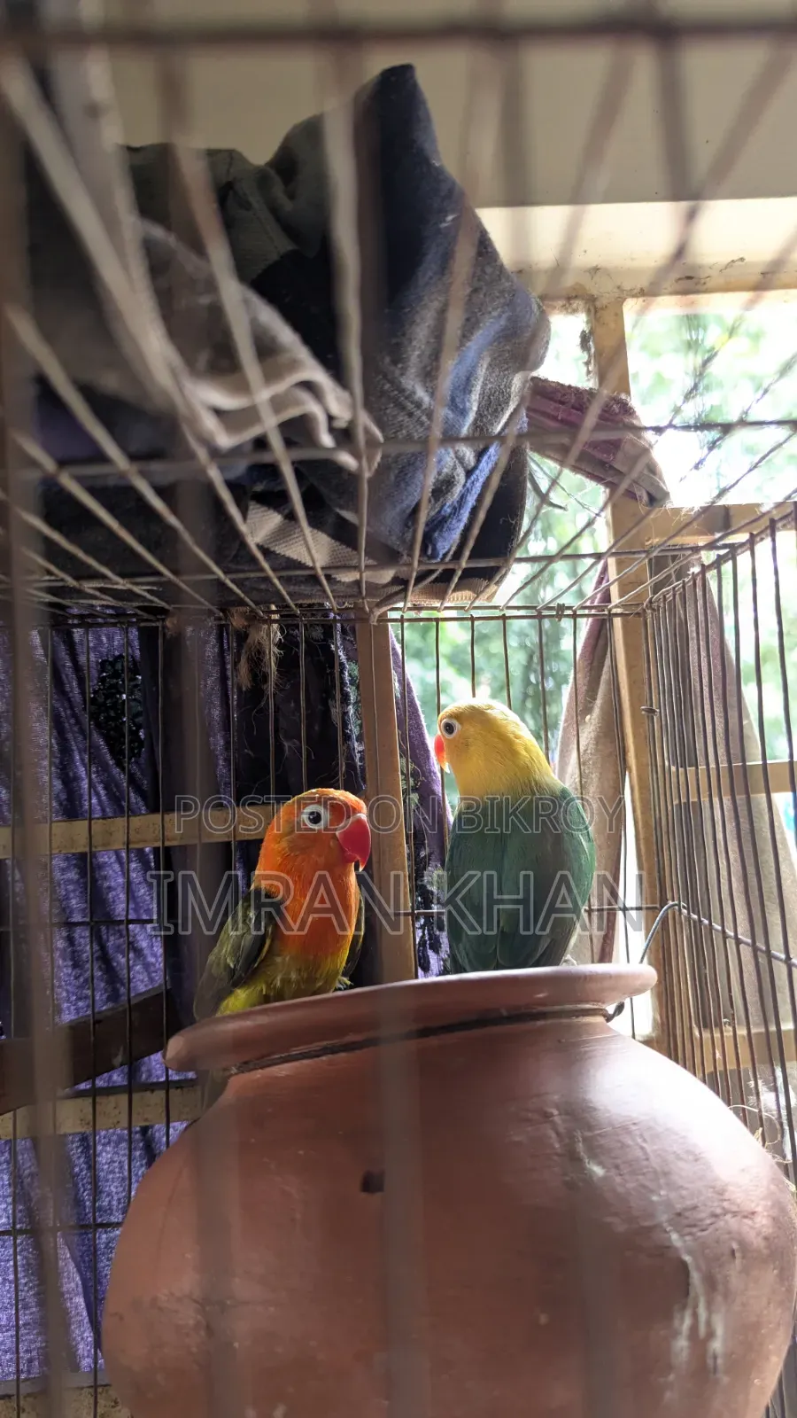 Running Lovebird Breeding Guarantee