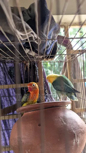 Running Lovebird Breeding Guarantee