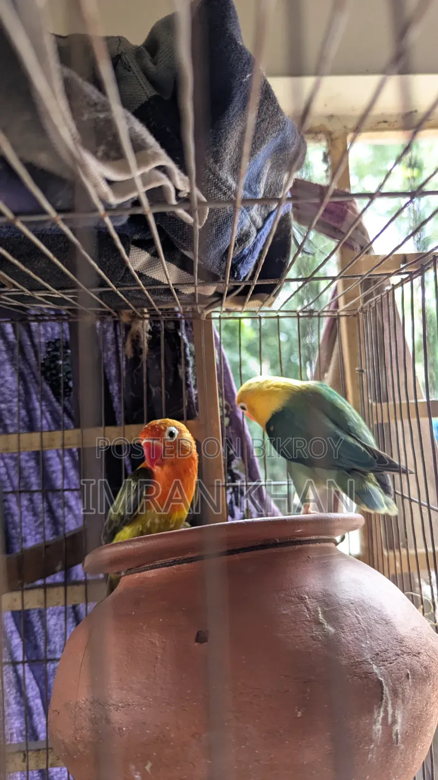 Running Lovebird Breeding Guarantee