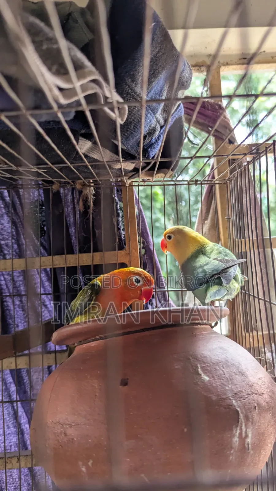 Running Lovebird Breeding Guarantee
