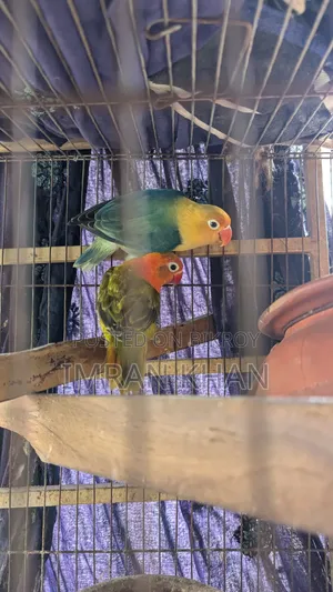 Running Lovebird Breeding Guarantee