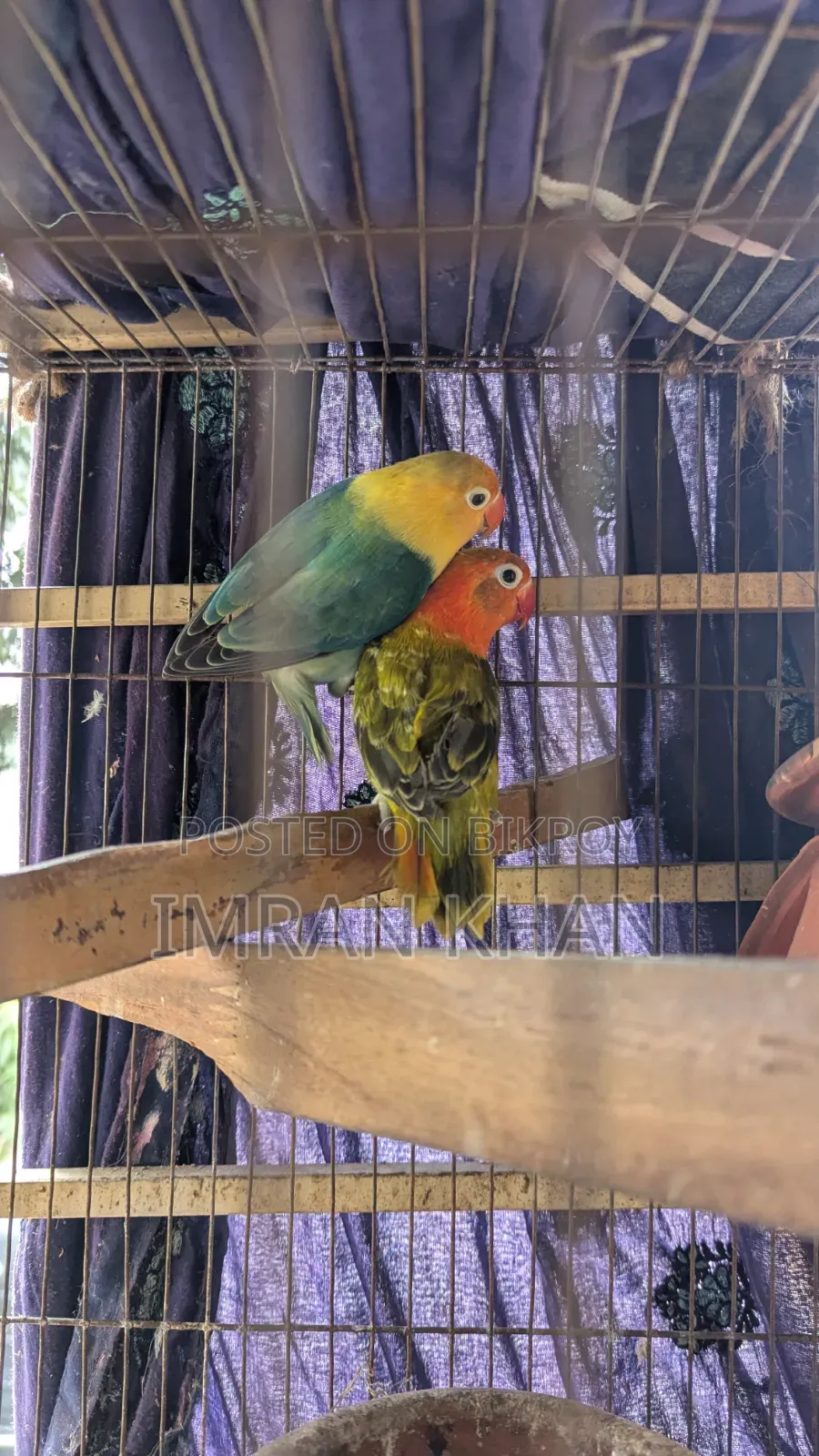 Running Lovebird Breeding Guarantee