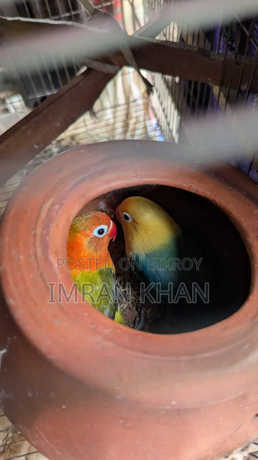 Running Lovebird Breeding Guarantee