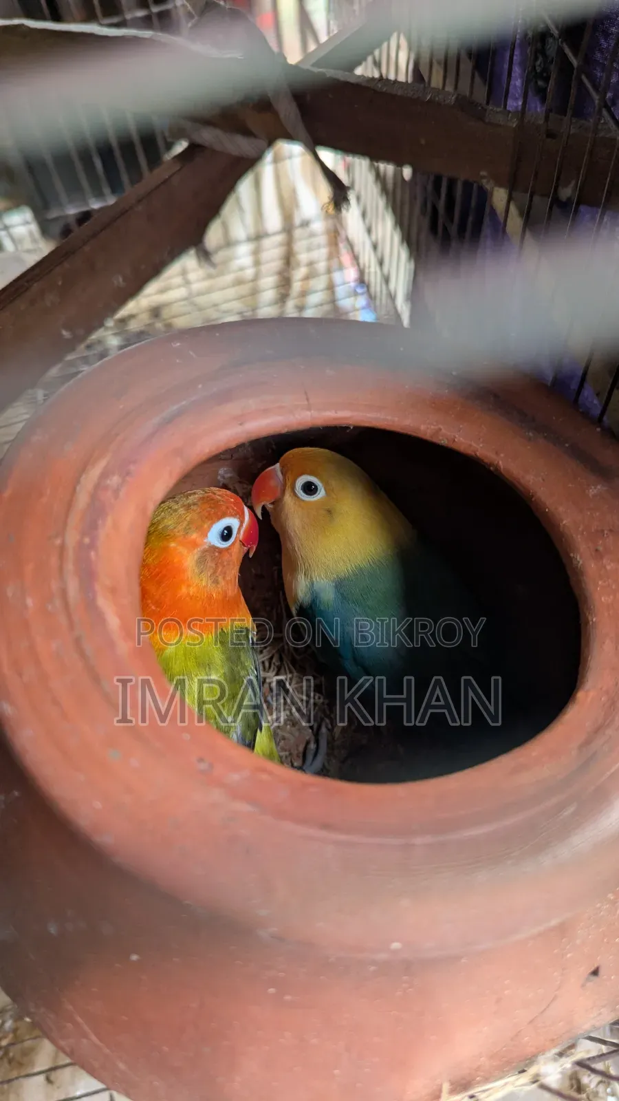 Running Lovebird Breeding Guarantee