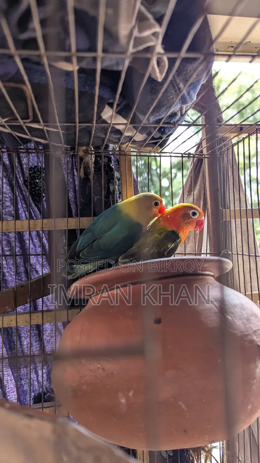 Running Lovebird Breeding Guarantee