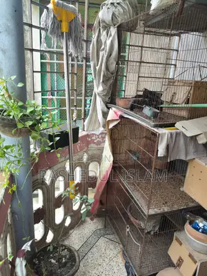 পাখির খাঁচা