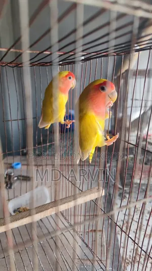 Lovebird