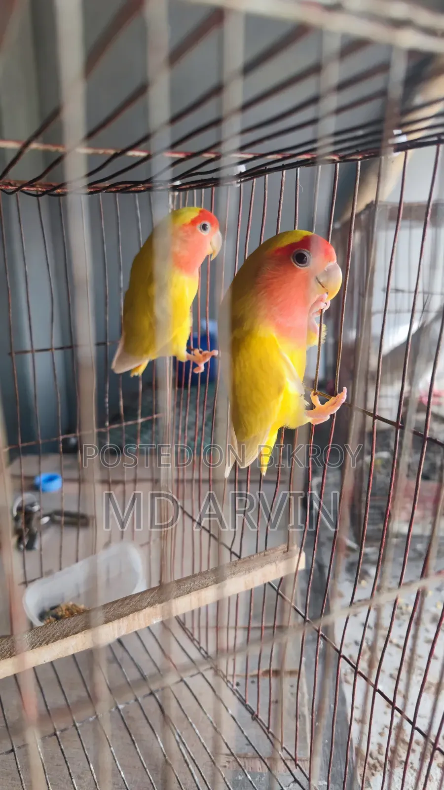 Lovebird