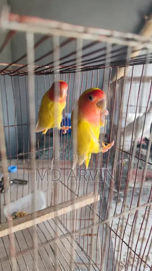 Lovebird