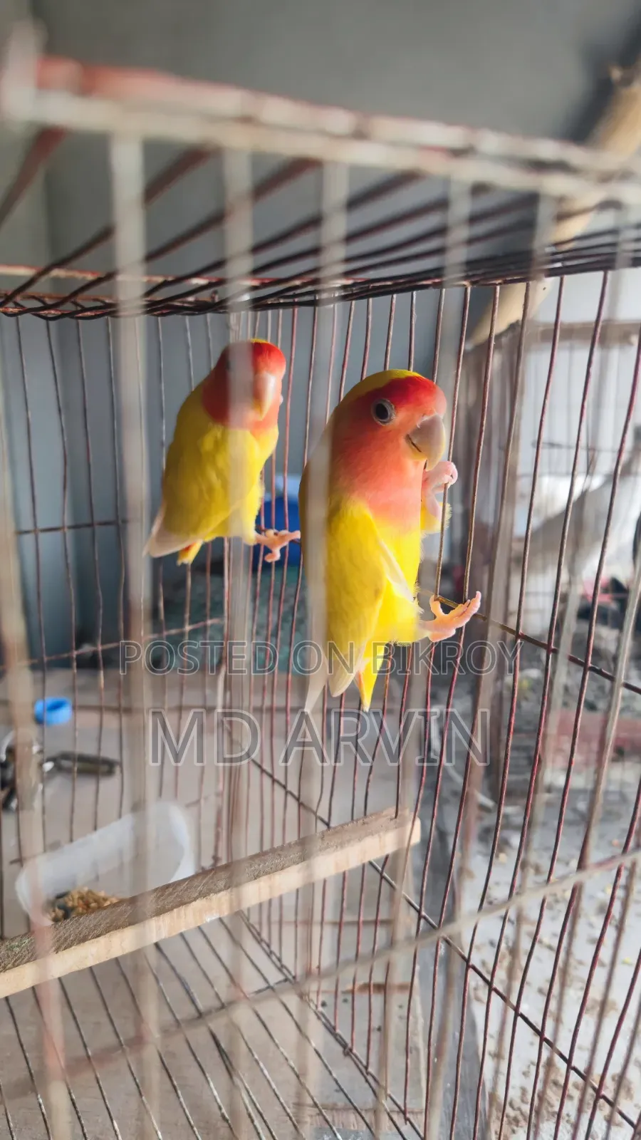 Lovebird