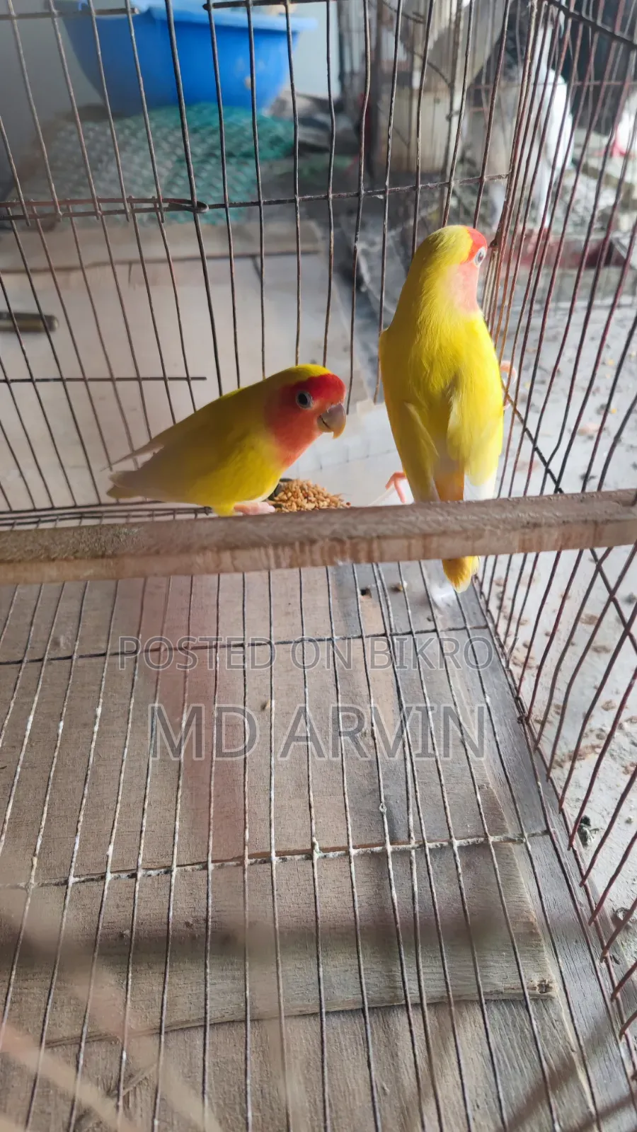Lovebird