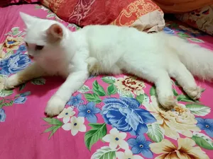 6-12 Months Male Mixed Breed Persian Cat