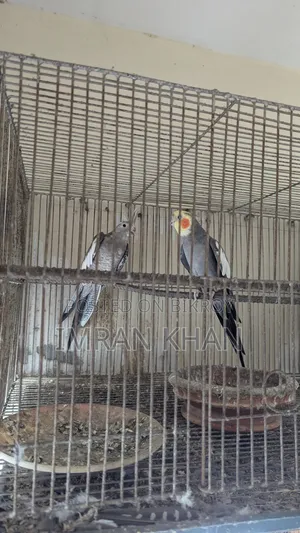 Running Cockatiel Bird for Sale