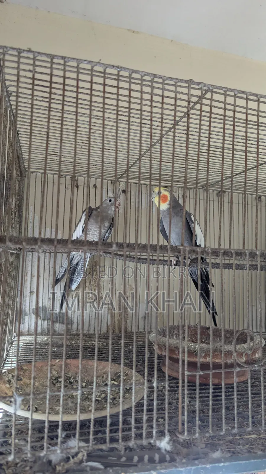 Running Cockatiel Bird for Sale