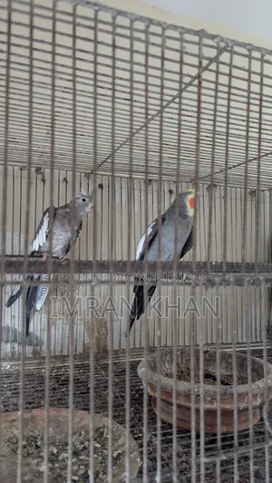 Running Cockatiel Bird for Sale