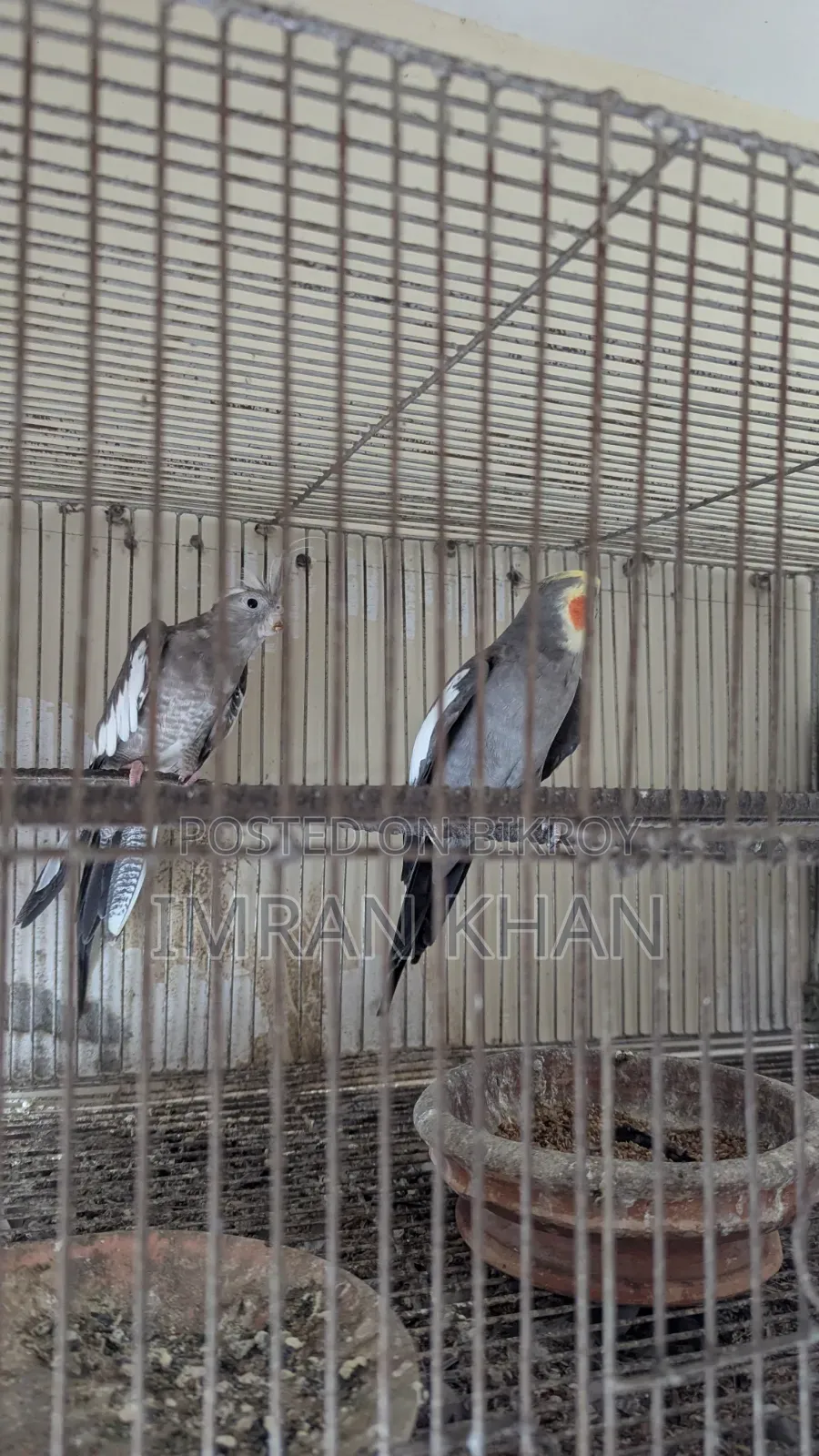 Running Cockatiel Bird for Sale