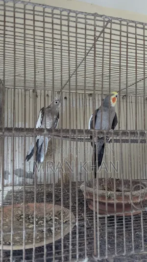 Running Cockatiel Bird for Sale