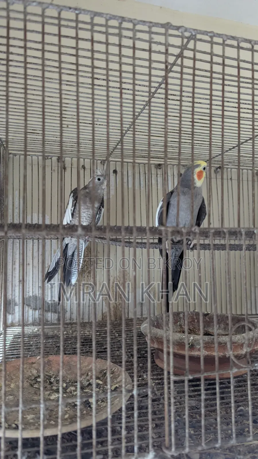 Running Cockatiel Bird for Sale