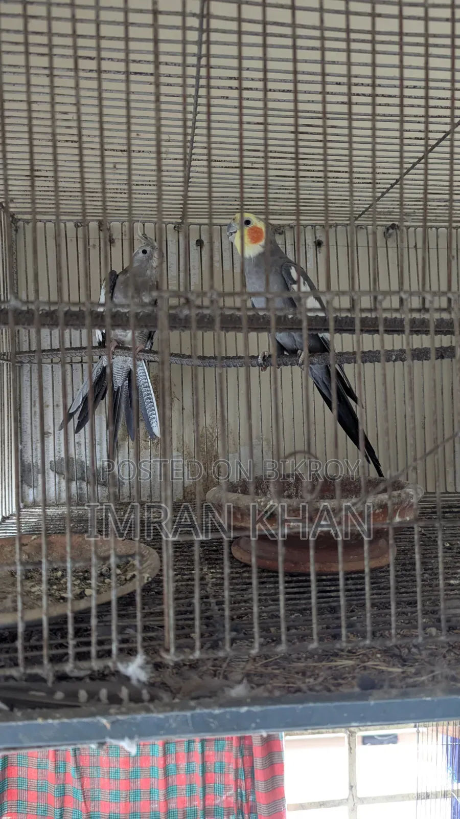 Running Cockatiel Bird for Sale