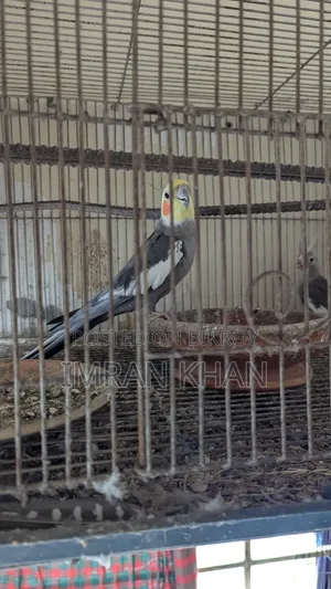 Running Cockatiel Bird for Sale