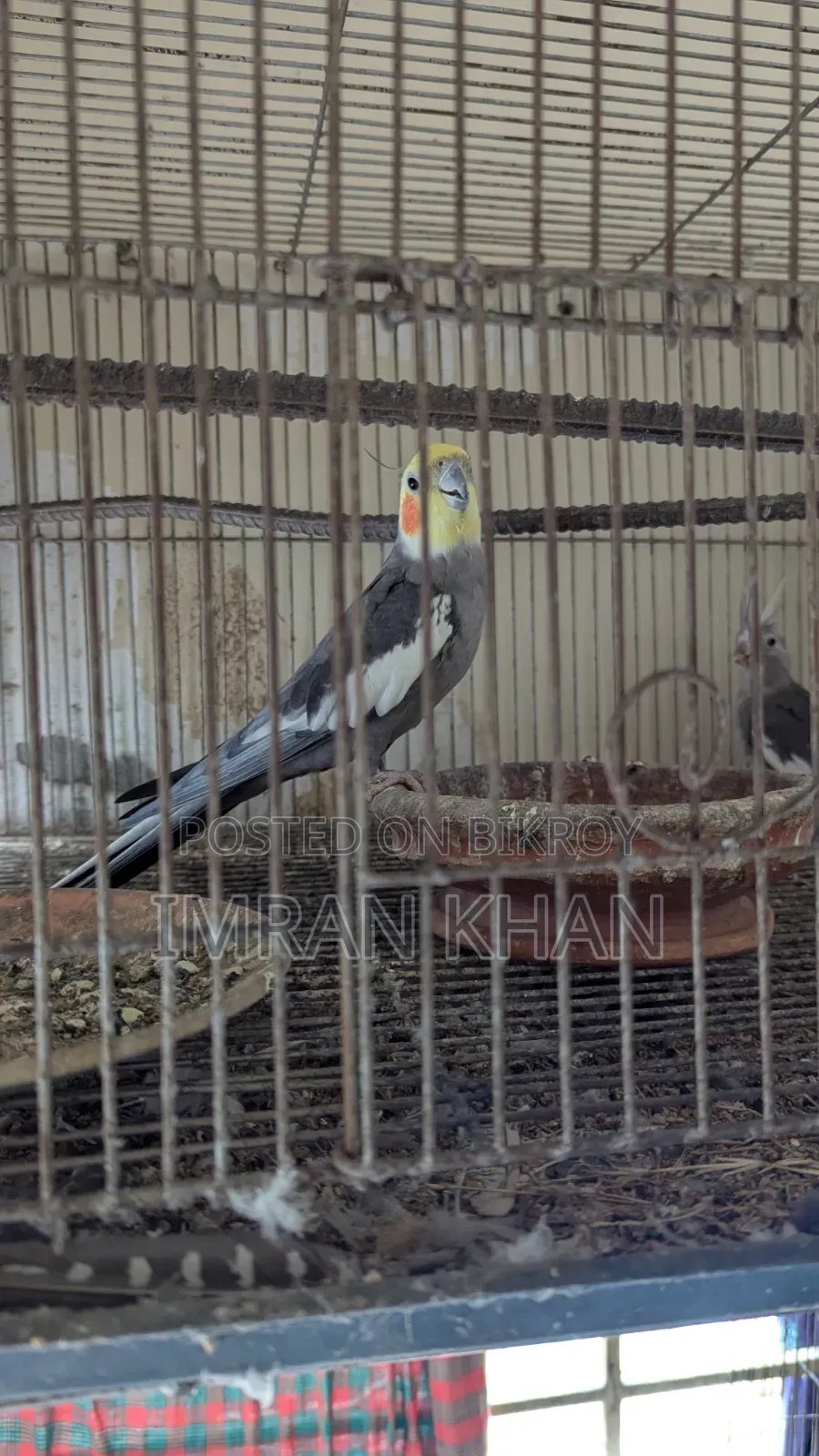 Running Cockatiel Bird for Sale