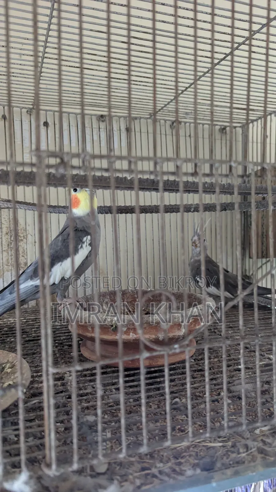 Running Cockatiel Bird for Sale