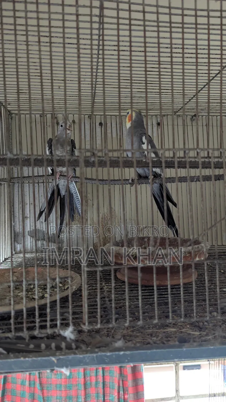 Running Cockatiel Bird for Sale