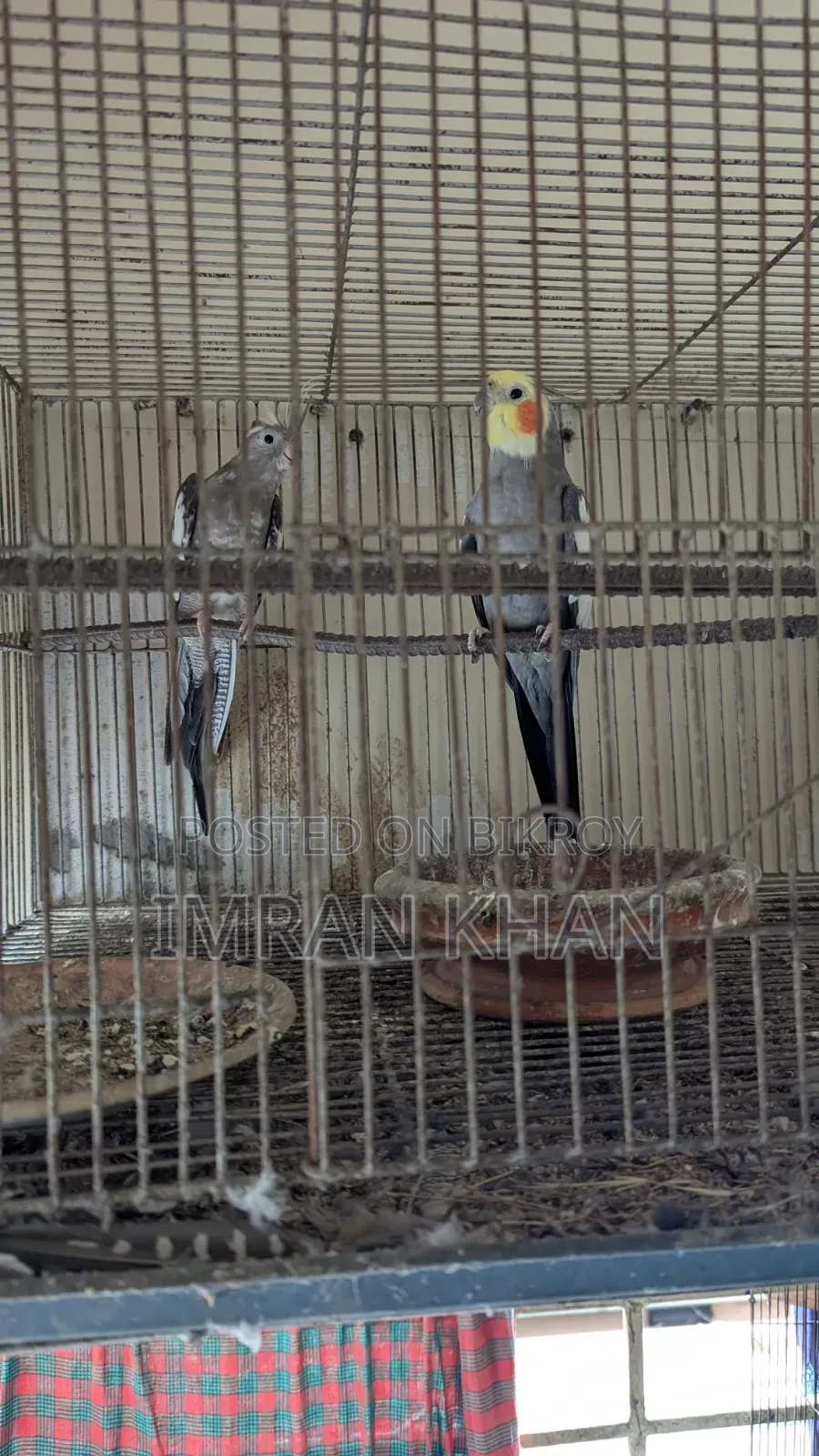 Running Cockatiel Bird for Sale
