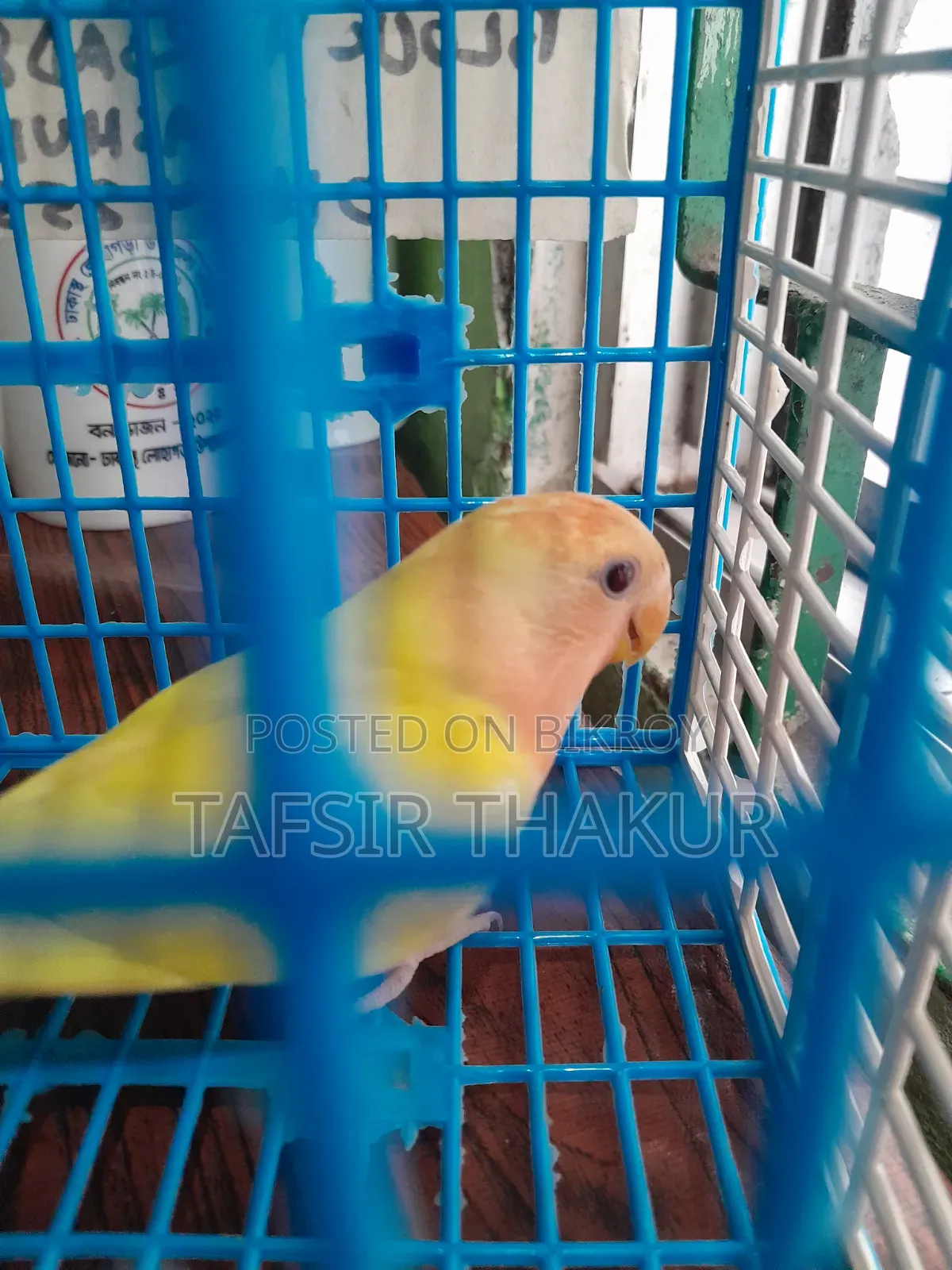 লাভ বার্ড লুটিনো রেড আই অফলাইন ৩ মাসের বাচ্চা