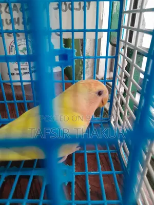 লাভ বার্ড লুটিনো রেড আই অফলাইন ৩ মাসের বাচ্চা
