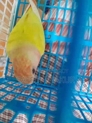 লাভ বার্ড লুটিনো রেড আই অফলাইন ৩ মাসের বাচ্চা