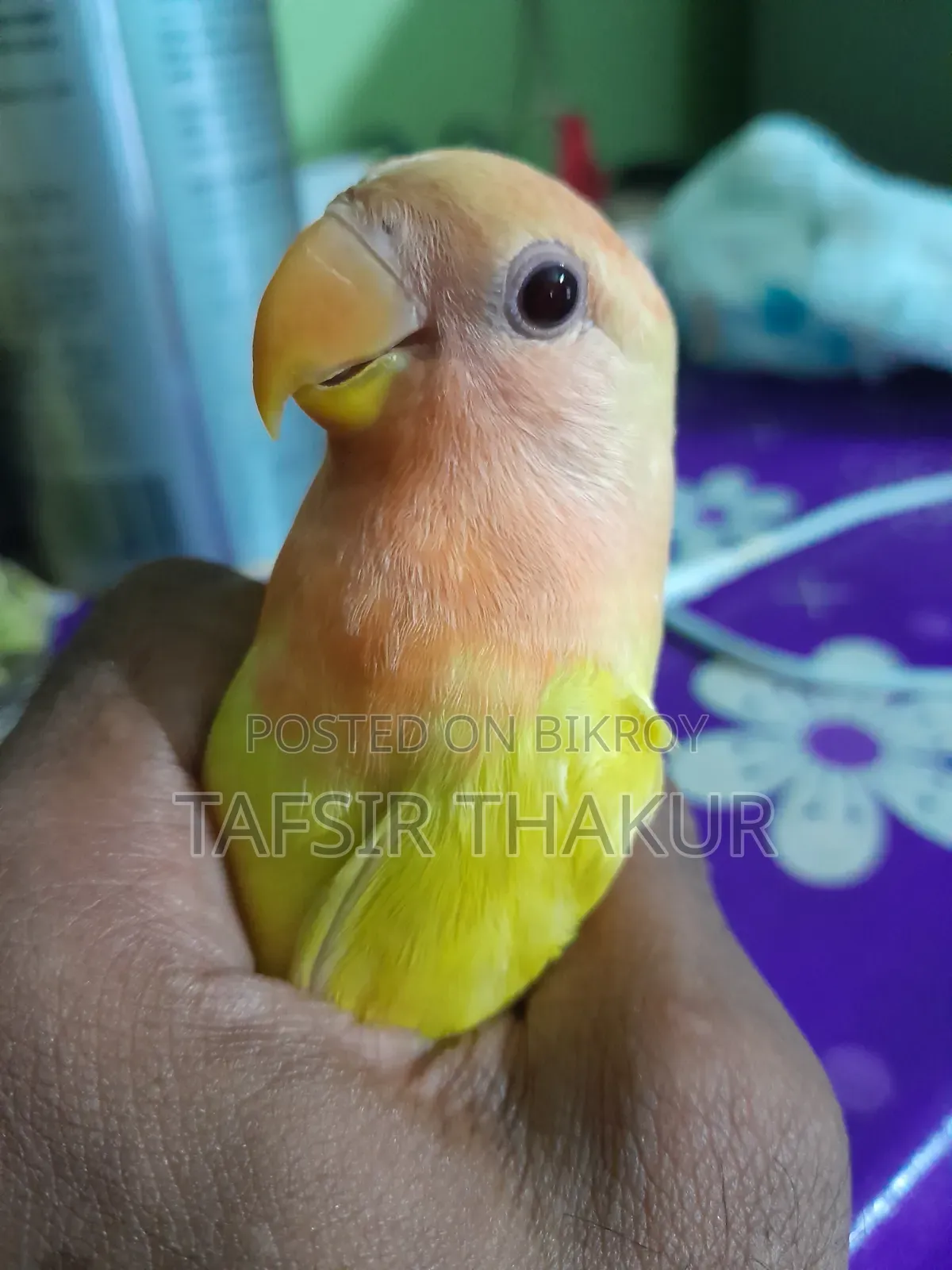 লাভ বার্ড লুটিনো রেড আই অফলাইন ৩ মাসের বাচ্চা