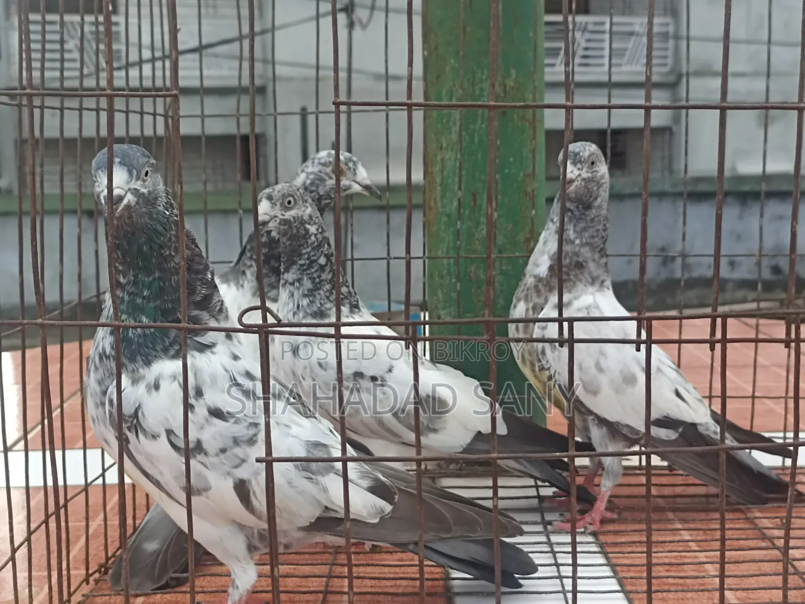 Giribaj Pigeons