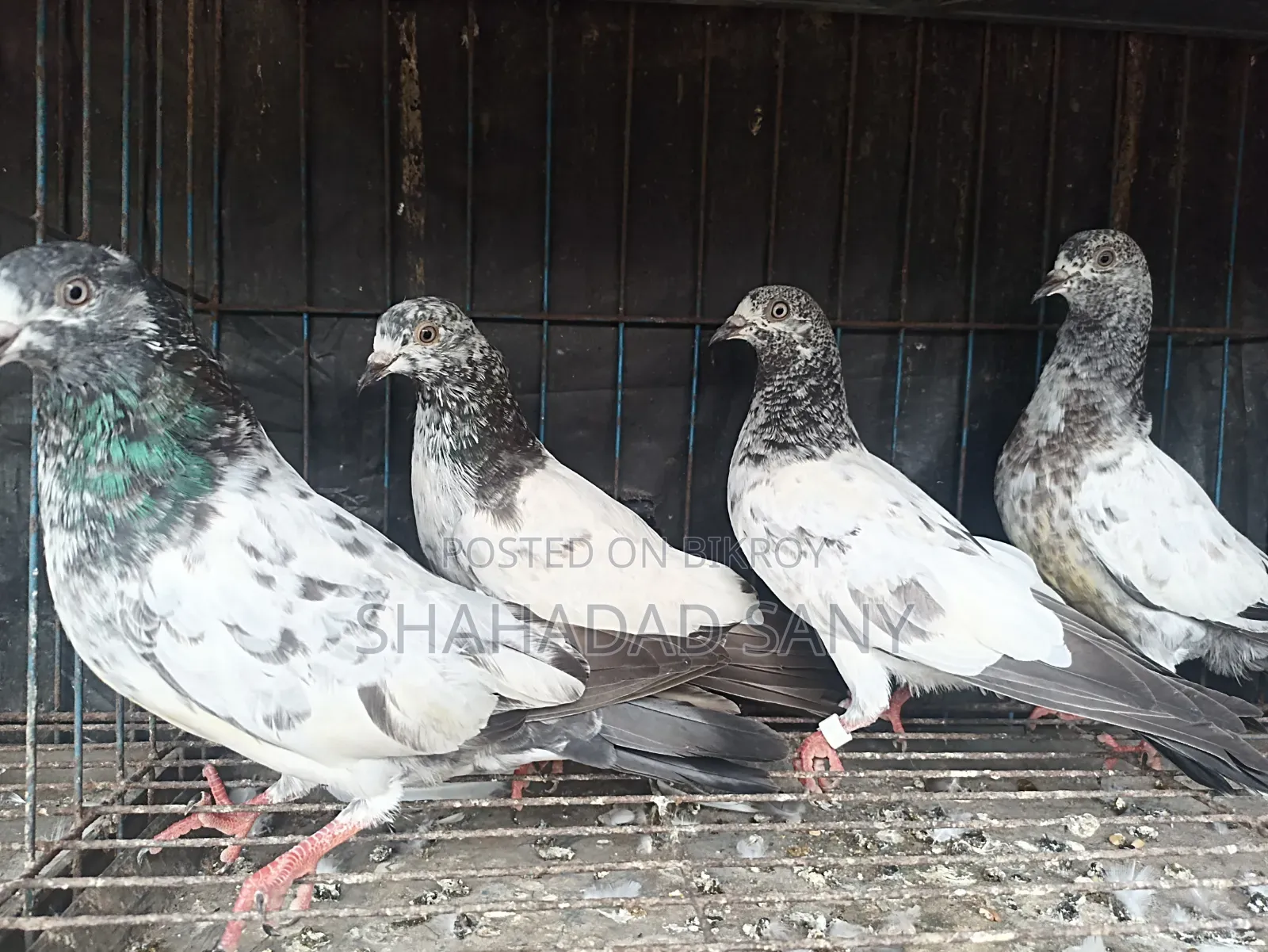 Giribaj Pigeons