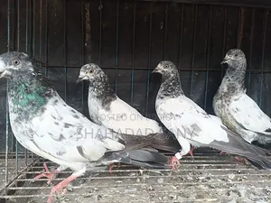 Giribaj Pigeons