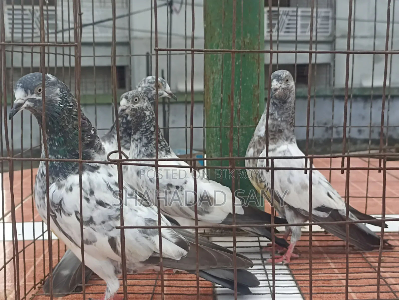 Giribaj Pigeons