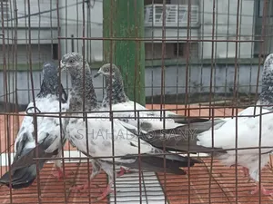 Giribaj Pigeons