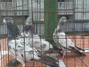 Giribaj Pigeons